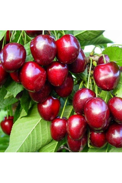 Великі соковиті ягоди черешні Бігарро Беккеро